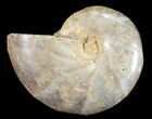 Sliced, Agatized Ammonite Fossil (Half) - Jurassic #54049-1